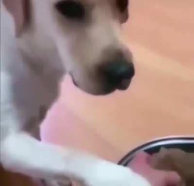 Big doggo sacrifices it’s life for baby doggo.