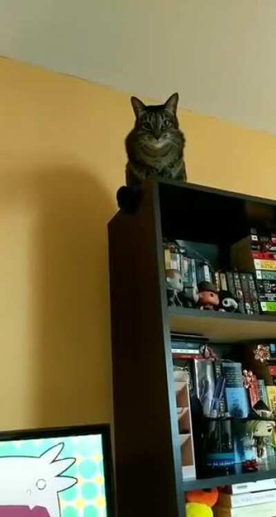 The yell-iest tiny cat: Sesame