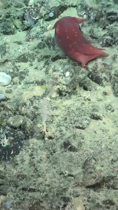 Mira lo magnífico que es ese animaaaaal