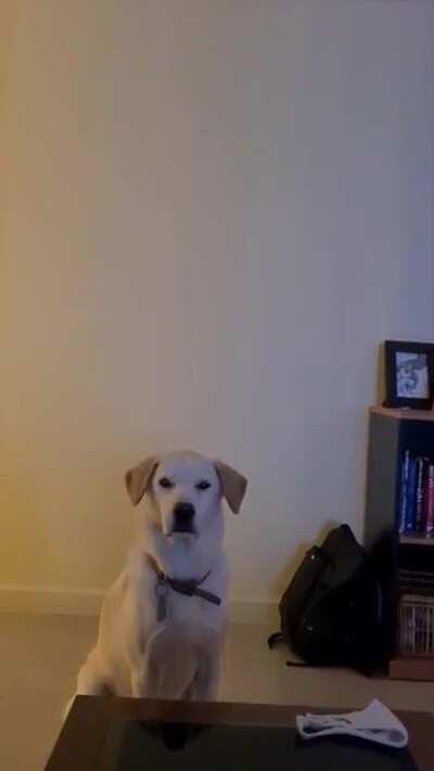 A dog's life... I'd like to add here that he had a walk 2 hours ago and that the neighbor boys will arrive in 10 minutes so we can all go for another walk together.