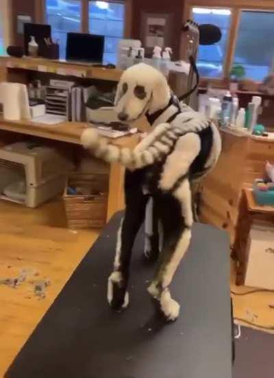 Thanks I love Skeledog