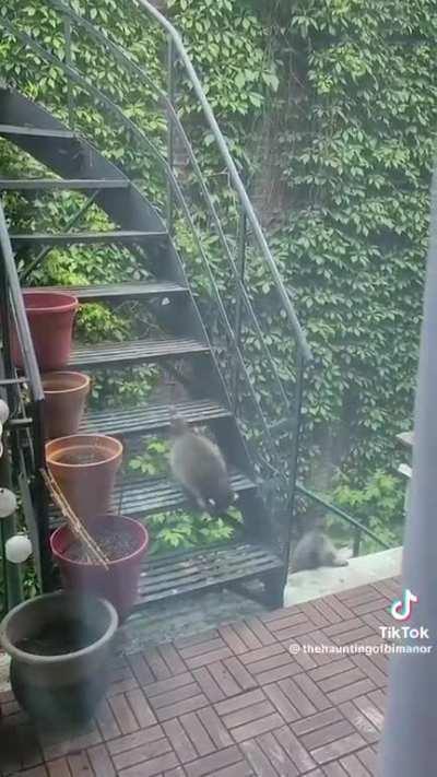 Trashpanda Squad Escape