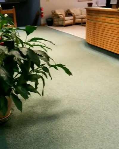 my work is very dog friendly, & artemis loves running up & down the lobby hallway when i bring her in