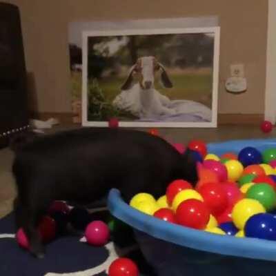 Joshua playing in the ball pit