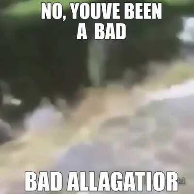 B HAD DOGE NO NONNO YOU GO IN THE POOUND