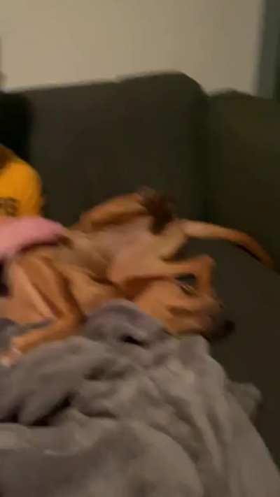 She just kinda slid down the couch arm that way and stayed.