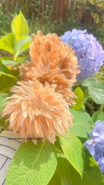 Oh, what an exotic looking flower!