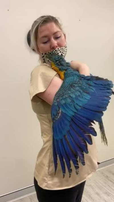 This Beautiful Macaw just woke up from anesthesia. I love how this vet comfort this bird . So kindhearted lady .