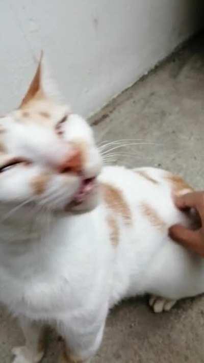 Every time I give him scratches he does this