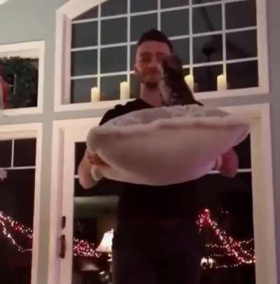 The only way to properly move a cat