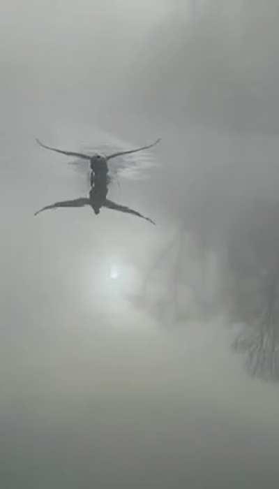 On a Lake, a Swan Appears in the Mist
