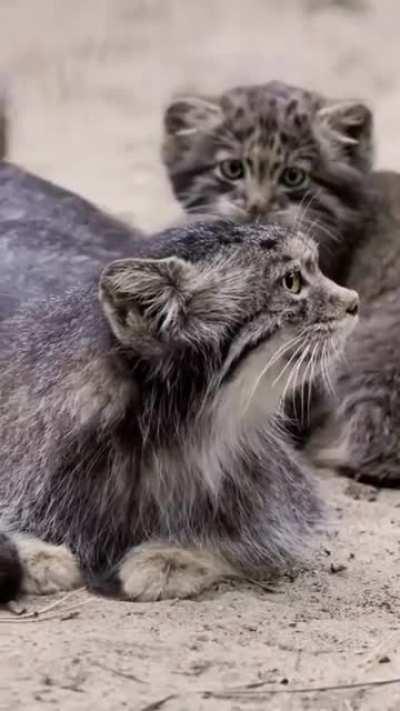 Have a family ,, it'll be fun