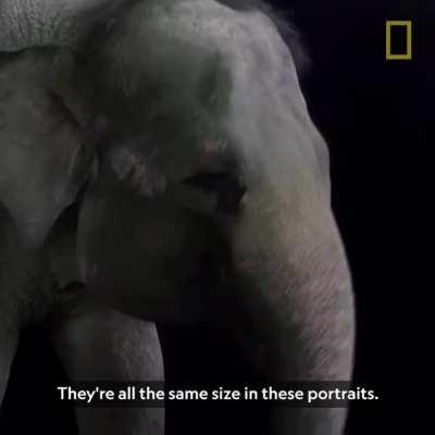 Happy 15th anniversary to the National Geographic Photo Ark! Since 2006 founder & photographer Joel Sartore has taken portraits of 11,000 species (& counting) in his quest to document our world’s astonishing diversity—with the goal to inspire peop