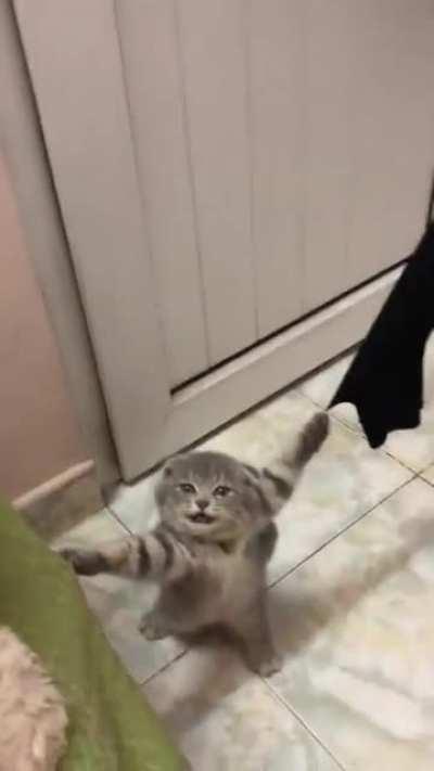 Playful cat get claws stuck in curtains