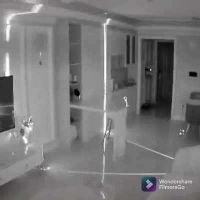 Catculating its super villain entrance