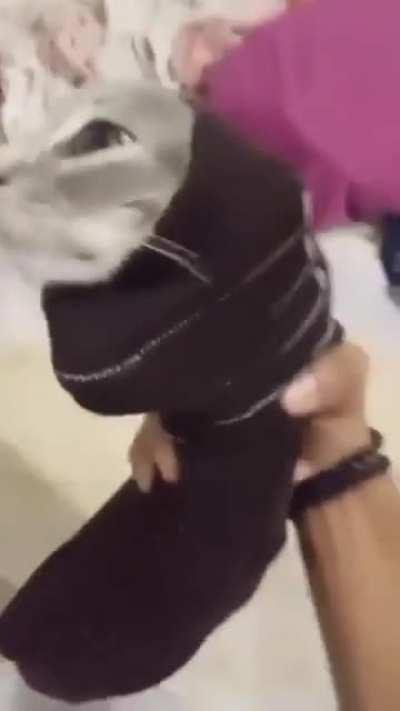 cat of the day 231 (the socked)