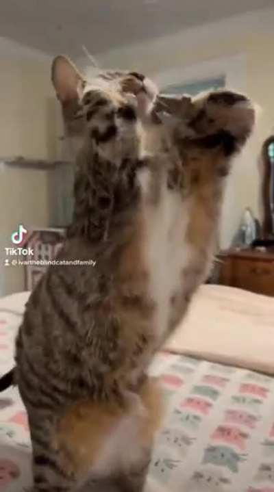 Return of the T-rex wunk