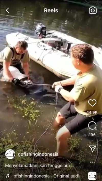 Absolute unit of a catfish 🐟 almost dies eating a unit of a Rat 🐀