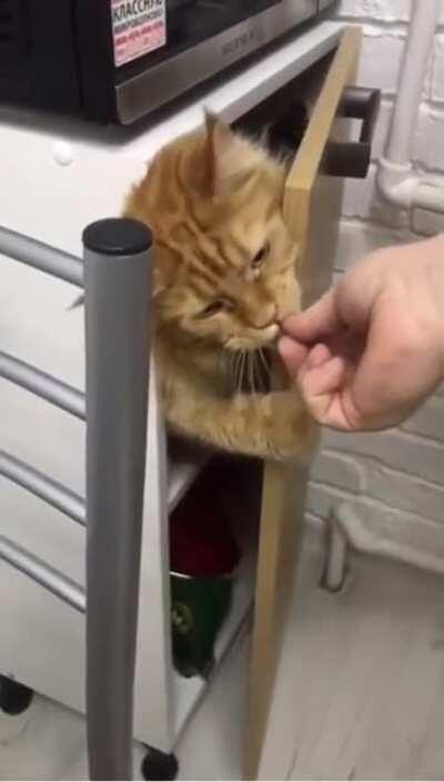 Lunch time! Now leave me alone hooman!