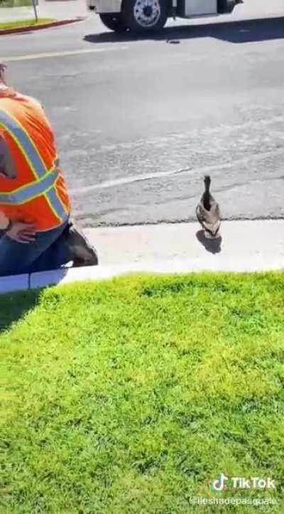 The village comes out to save some ducklings in front of a distressed mother duck