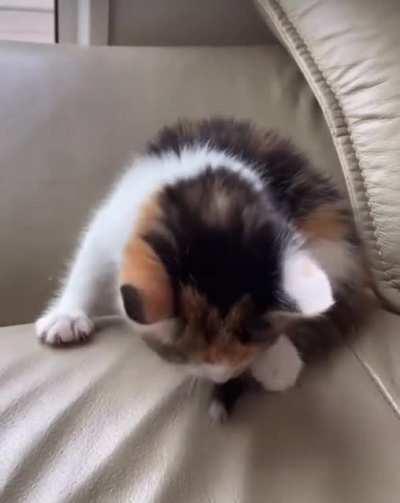 Smol Criminal Faces Charges For Distracted Cleaning