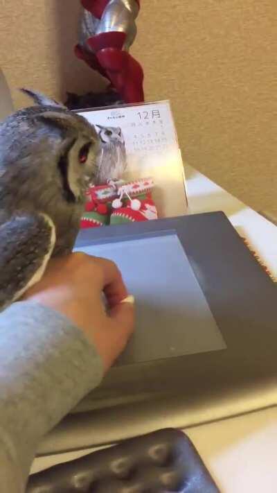 All aboard the owl express