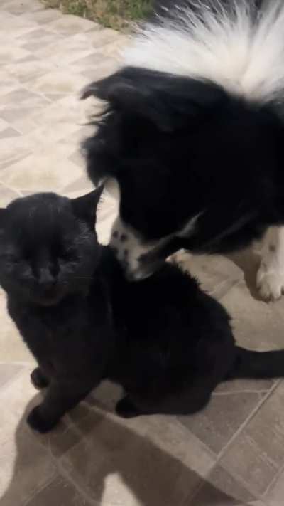 Why does my dog do this to one of my cats?