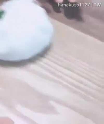 Let's play hamster ball today