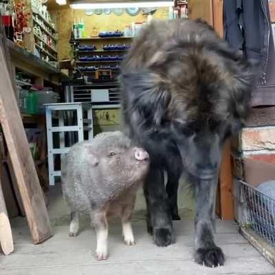 Pig hanging out with their big buddy