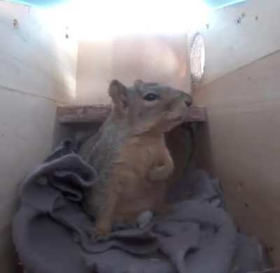 Squirrel hears thunder and clutches his heart 🥹