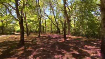 A deep walk through the woods. (OC)