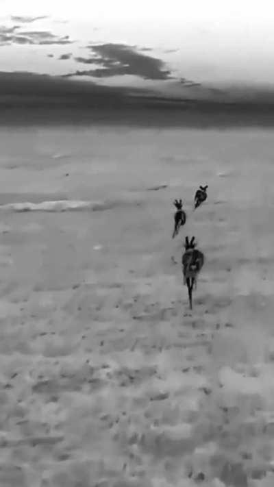 Ukrainian drone scares deer from a minefield