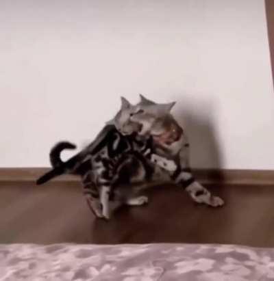 Hitkitten Training