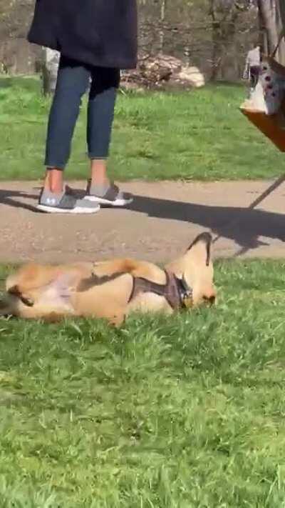 Met this little guy in the park today