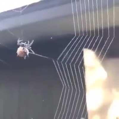 Паучий клей, паучий клей, лезь из жопы поскорей