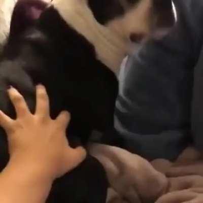 Behold the mascot of r/AbruptChaos! 