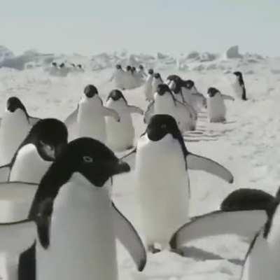 The sounds of penguins walking towards you 