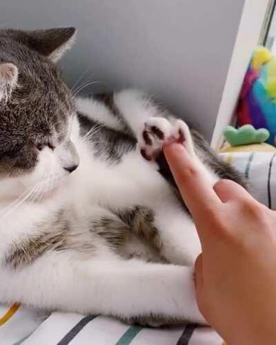 Look at that paw !!!