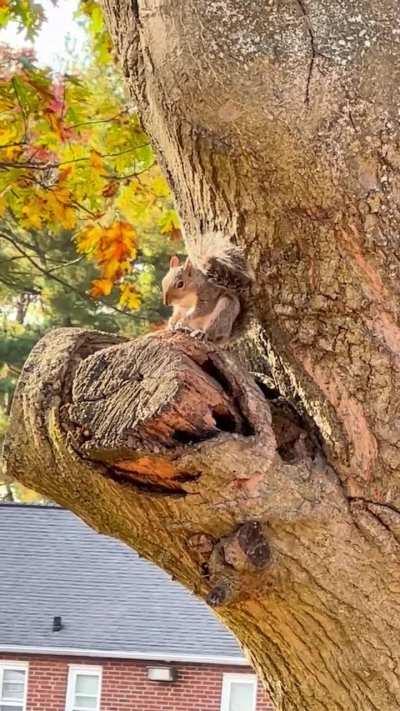 Squirrel with the hiccups