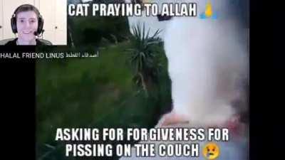 Halal Cat