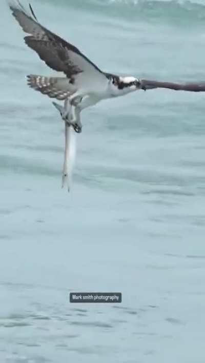 🔥 A Photographer captured the stunning moment an Osprey emerged from the Ocean clutching its prey