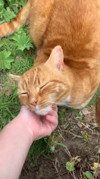 Aslan thoroughly enjoying chin rubs