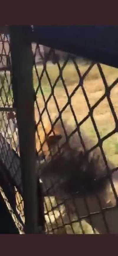 Walking into a lions enclosure