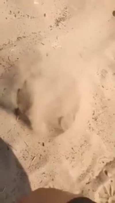 Don't mess with sand pits