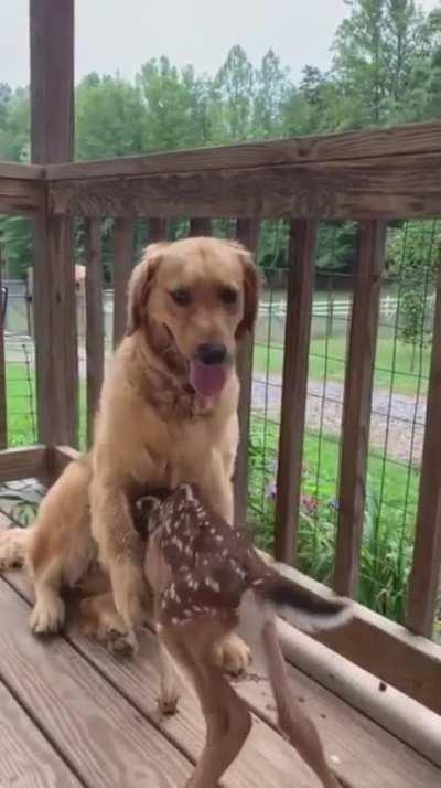 Dog And Deer