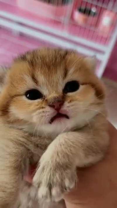 An absolutely ferocious squeak