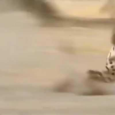 They call me Mr Pig!