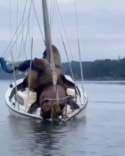 What in the actual chonk