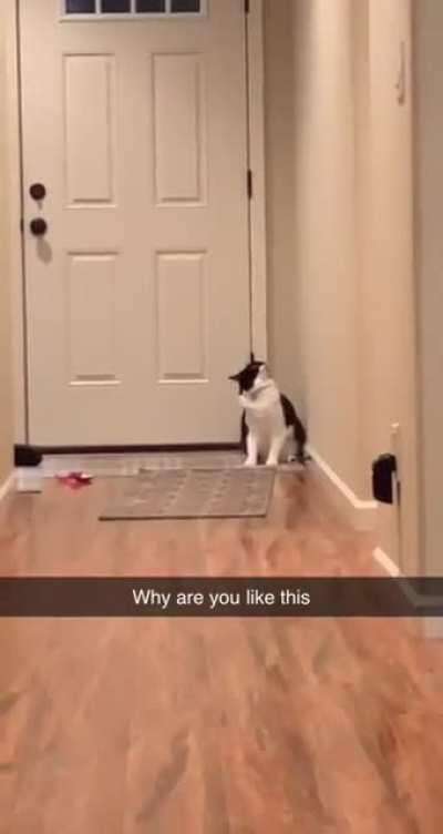 Just found this subreddit and Charlie is haunted by greebles all day every day