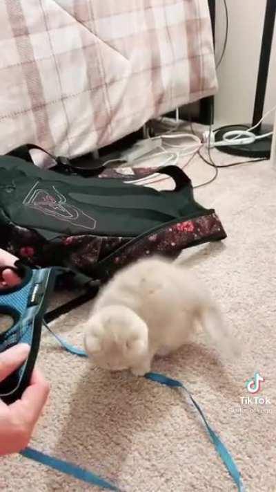 He's not having any of it